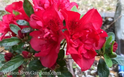 Autumn Fire Encore Azalea - 1 Gallon Pot 9 Autumn Fire Encore Azalea - 1 Gallon Pot -Chaste Tree World Encore Azalea Autumn Fire 10