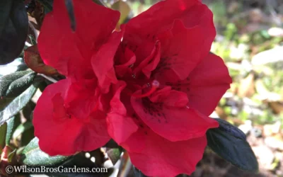 Autumn Fire Encore Azalea - 6 Pack Of 1 Gallon Pots -Chaste Tree World Encore Azalea Autumn Fire WB 1