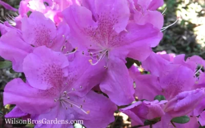 Autumn Lilac Encore Azalea - 1 Gallon Pot 11 Autumn Lilac Encore Azalea - 1 Gallon Pot -Chaste Tree World Encore Azalea Autumn Lilac 7