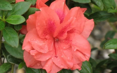 Autumn Monarch Encore Azalea - 3 Gallon Pot -Chaste Tree World Encore Azalea Autumn Monarch 4 50 2