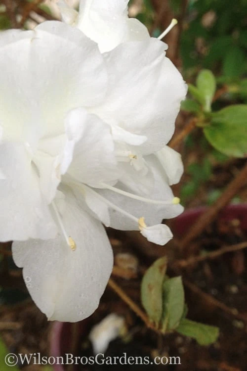 Autumn Moonlight Encore Azalea - 1 Gallon Pot 1 Autumn Moonlight Encore Azalea - 1 Gallon Pot