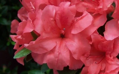 Autumn Princess Encore Azalea - 1 Gallon Pot 7 Autumn Princess Encore Azalea - 1 Gallon Pot -Chaste Tree World Encore Azalea Autumn Princess