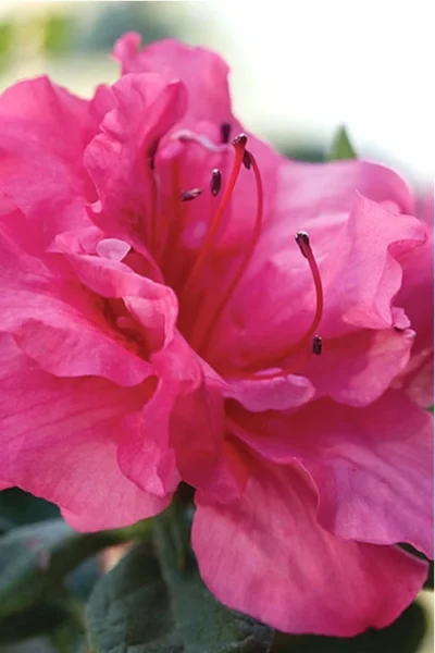 Autumn Rouge Encore Azalea - 1 Gallon Pot