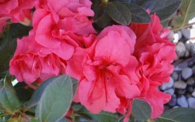 Autumn Rouge Encore Azalea - 1 Gallon Pot 9 Autumn Rouge Encore Azalea - 1 Gallon Pot -Chaste Tree World Encore Azalea Autumn Rouge 5
