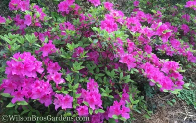 Autumn Royalty Encore Azalea - 2 Gallon Pot 7 Autumn Royalty Encore Azalea - 2 Gallon Pot -Chaste Tree World Encore Azalea Autumn Royalty 50