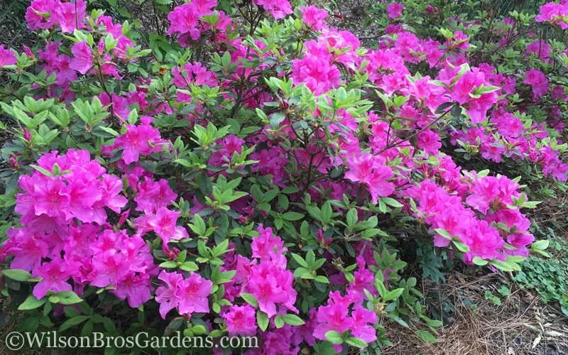 Autumn Royalty Encore Azalea - 2 Gallon Pot 4 Autumn Royalty Encore Azalea - 2 Gallon Pot - Image 4