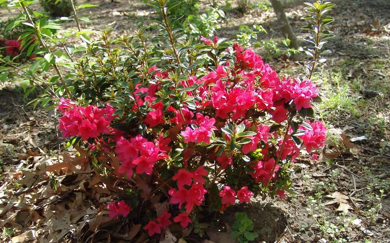 Autumn Ruby Encore Azalea - 6 Pack Of 1 Gallon Pots 5 Autumn Ruby Encore Azalea - 6 Pack Of 1 Gallon Pots - Image 5