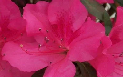 Autumn Sangria Encore Azalea - 2 Gallon Pot 7 Autumn Sangria Encore Azalea - 2 Gallon Pot -Chaste Tree World Encore Azalea Autumn Sangria 5