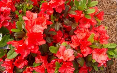 Autumn Sunset Encore Azalea - 1 Gallon Pot -Chaste Tree World Encore Azalea Autumn Sunset 5