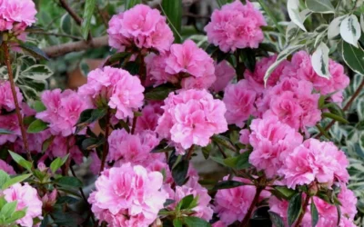 Autumn Carnation Encore Azalea - 6 Pack Of 1 Gallon Pots 7 Autumn Carnation Encore Azalea - 6 Pack Of 1 Gallon Pots -Chaste Tree World Encore Azalea Carnation 1 1