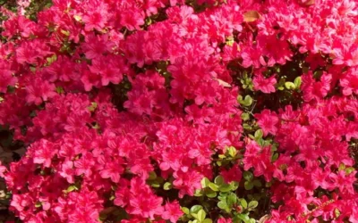 Autumn Cheer Encore Azalea - 1 Gallon Pot 7 Autumn Cheer Encore Azalea - 1 Gallon Pot -Chaste Tree World Encore Azalea Cheer 1