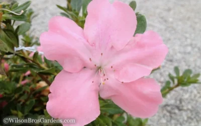 Autumn Debutante Encore Azalea - 6 Pack Of 1 Gallon Pots 7 Autumn Debutante Encore Azalea - 6 Pack Of 1 Gallon Pots -Chaste Tree World Encore Azalea Debutante 3 50