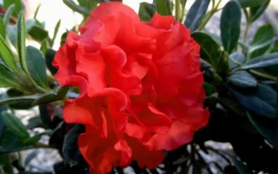 Autumn Embers Encore Azalea - 3 Gallon Pot -Chaste Tree World Encore Azalea Embers 1 1