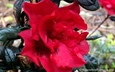 Autumn Fire Encore Azalea - 6 Pack Of 1 Gallon Pots -Chaste Tree World Encore Azalea Fire 1