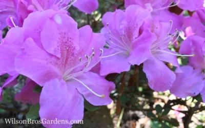 Autumn Lilac Encore Azalea - 1 Gallon Pot 9 Autumn Lilac Encore Azalea - 1 Gallon Pot -Chaste Tree World Encore Azalea Lilac 8