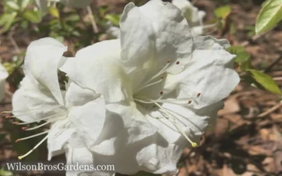 Autumn Moonlight Encore Azalea - 1 Gallon Pot 7 Autumn Moonlight Encore Azalea - 1 Gallon Pot -Chaste Tree World Encore Azalea Moonlight 5