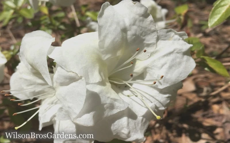 Autumn Moonlight Encore Azalea - 1 Gallon Pot 4 Autumn Moonlight Encore Azalea - 1 Gallon Pot - Image 4