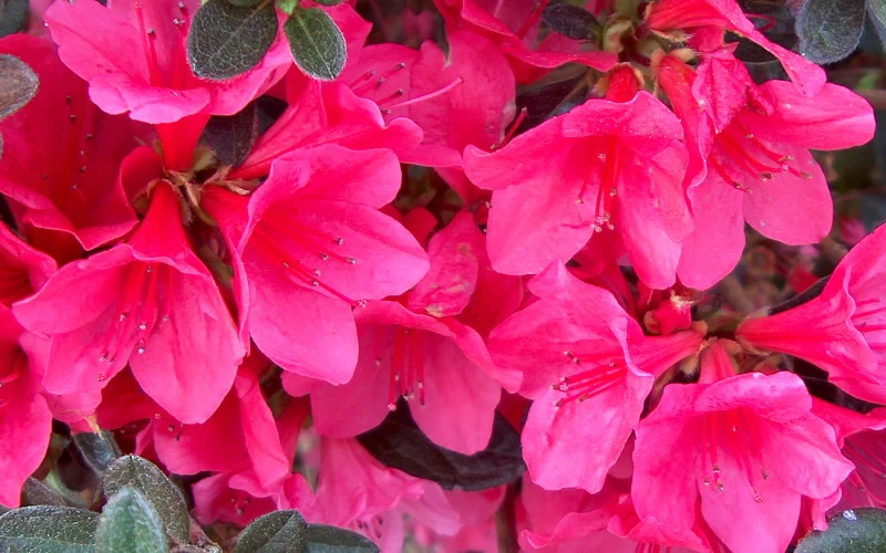 Autumn Ruby Encore Azalea - 6 Pack Of 1 Gallon Pots 4 Autumn Ruby Encore Azalea - 6 Pack Of 1 Gallon Pots - Image 4