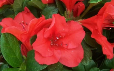 Autumn Sunset Encore Azalea - 1 Gallon Pot -Chaste Tree World Encore Azalea Sunset 1