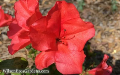 Autumn Sunset Encore Azalea - 1 Gallon Pot -Chaste Tree World Encore Azalea Sunset 5