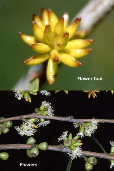 Skinny Minny Hardy Eucalyptus Tree (Eucalyptus Moorei) - 3 Gallon Pot 6 Skinny Minny Hardy Eucalyptus Tree (Eucalyptus Moorei) - 3 Gallon Pot -Chaste Tree World Eucalyptus Skinny Minny 1 1