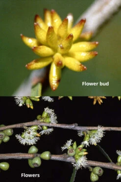 Skinny Minny Hardy Eucalyptus Tree (Eucalyptus Moorei) - Quart Pot -Chaste Tree World Eucalyptus Skinny Minny 1