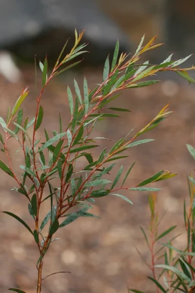 Skinny Minny Hardy Eucalyptus Tree (Eucalyptus Moorei) - 3 Gallon Pot 7 Skinny Minny Hardy Eucalyptus Tree (Eucalyptus Moorei) - 3 Gallon Pot -Chaste Tree World Eucalyptus Skinny Minny 2 1