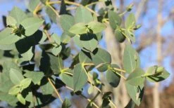 Cab Sav Cold Hardy Eucalyptus Tree (Eucalyptus Rubida) - Quart Pot 8 Cab Sav Cold Hardy Eucalyptus Tree (Eucalyptus Rubida) - Quart Pot -Chaste Tree World Eucalyptus Tree Cab Sav Rubida