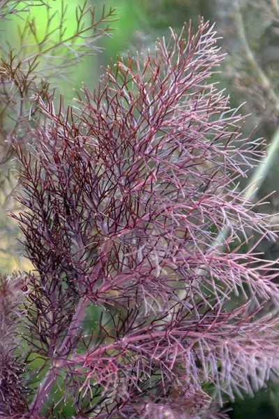 Bronze Fennel (Foeniculum Vulgare 'Purpureum') - 1 Gallon Pot -Chaste Tree World Fennel Bronze 7