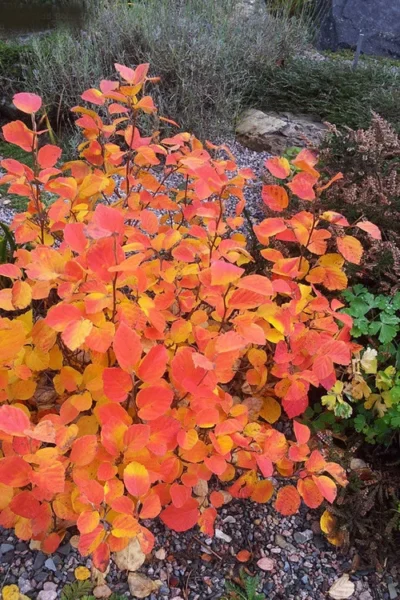 Blue Mist Fothergilla - 3 Gallon Pot -Chaste Tree World Fothergilla Blue Mist 3