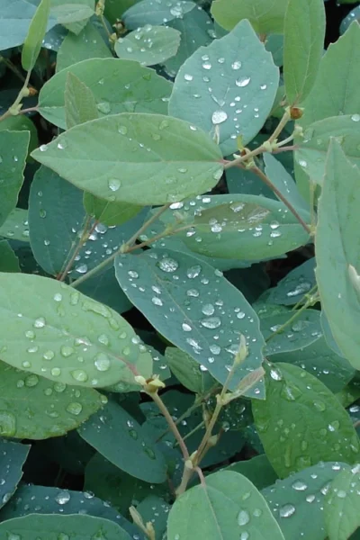 Blue Mist Fothergilla - 3 Gallon Pot -Chaste Tree World Fothergilla Blue Mist 4