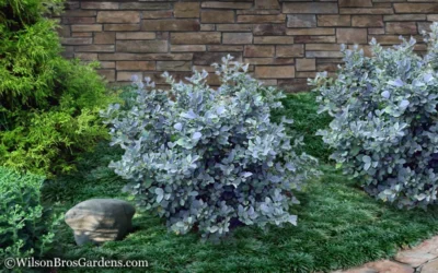 Blue Shadow Fothergilla - 3 Gallon Pot -Chaste Tree World Fothergilla Blue Shadow 11