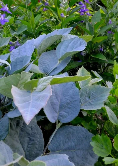 Blue Shadow Fothergilla - 3 Gallon Pot -Chaste Tree World Fothergilla Blue Shadow 2