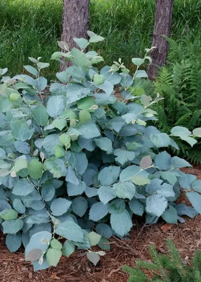 Blue Shadow Fothergilla - 3 Gallon Pot