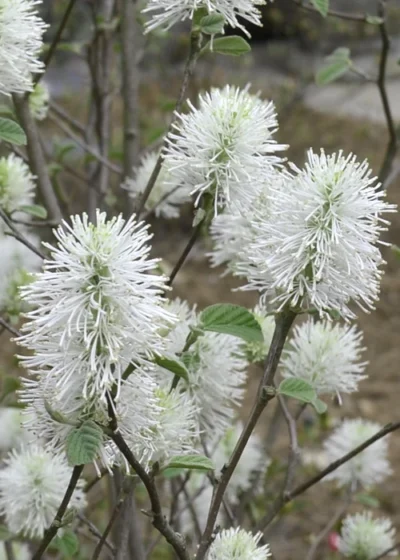 Blue Shadow Fothergilla - 3 Gallon Pot -Chaste Tree World Fothergilla Blue Shadow 6