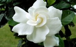 August Beauty Gardenia - 1 Gallon Pot 10 August Beauty Gardenia - 1 Gallon Pot -Chaste Tree World Gardenia August Beauty Flower Closeup