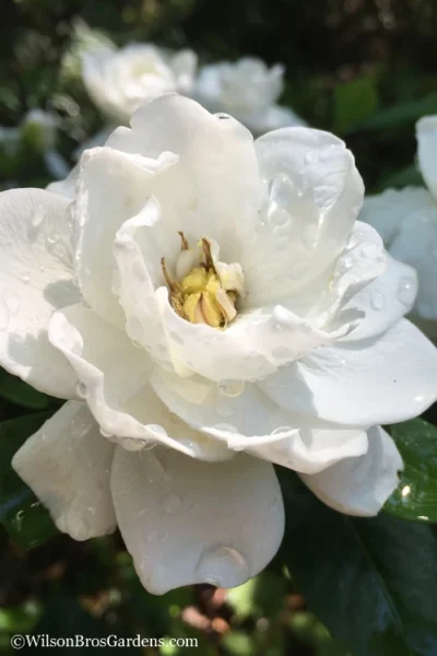 Crown Jewel Gardenia - 3 Gallon Pot 11 Crown Jewel Gardenia - 3 Gallon Pot -Chaste Tree World Gardenia Crown Jewel 3