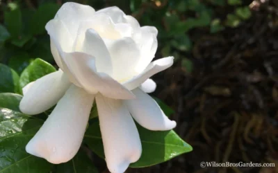 Crown Jewel Gardenia - 3 Gallon Pot 14 Crown Jewel Gardenia - 3 Gallon Pot -Chaste Tree World Gardenia Crown Jewel 4 1