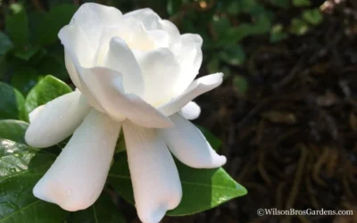 Crown Jewel Gardenia - 1 Gallon Pot 14 Crown Jewel Gardenia - 1 Gallon Pot -Chaste Tree World Gardenia Crown Jewel 4