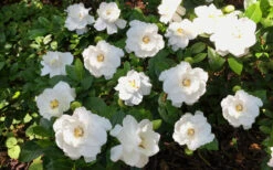 Crown Jewel Gardenia - 3 Gallon Pot 13 Crown Jewel Gardenia - 3 Gallon Pot -Chaste Tree World Gardenia Crown Jewel 5