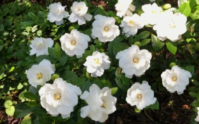 Crown Jewel Gardenia - 3 Gallon Pot 13 Crown Jewel Gardenia - 3 Gallon Pot -Chaste Tree World Gardenia Crown Jewel 5