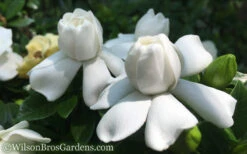 Crown Jewel Gardenia - 3 Gallon Pot 15 Crown Jewel Gardenia - 3 Gallon Pot -Chaste Tree World Gardenia Crown Jewel 50 2