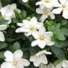 Hardy Fragrant Daisy Gardenia Bush - 2.5 Quart Pot