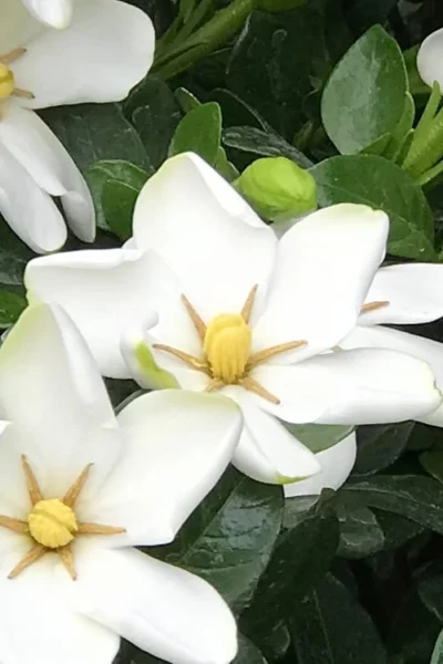 Hardy Fragrant Daisy Gardenia Bush - 6 Pack Of 1 Gallon Pots -Chaste Tree World Gardenia Daisy 21 1