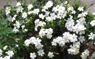 Hardy Fragrant Daisy Gardenia Bush - 6 Pack Of 1 Gallon Pots -Chaste Tree World Gardenia Daisy Blooms 2 1