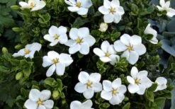 Hardy Fragrant Daisy Gardenia Bush - 1 Gallon Pot -Chaste Tree World Gardenia Daisy Blooms