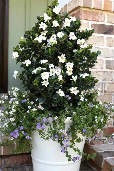 Diamond Spire Gardenia - 3 Gallon Pot -Chaste Tree World Gardenia Diamond Spire 4 1