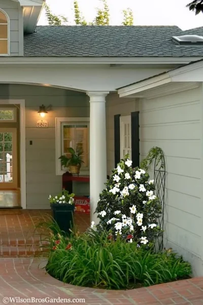 Diamond Spire Gardenia - 1 Gallon Pot -Chaste Tree World Gardenia Diamond Spire 5 2