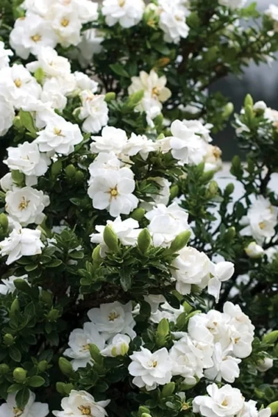 Double Mint Gardenia - 2 Gallon Pot -Chaste Tree World Gardenia Double Mint 2 3