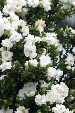 Double Mint Gardenia - 6 Pack Of 1 Gallon Pots -Chaste Tree World Gardenia Double Mint 2 4